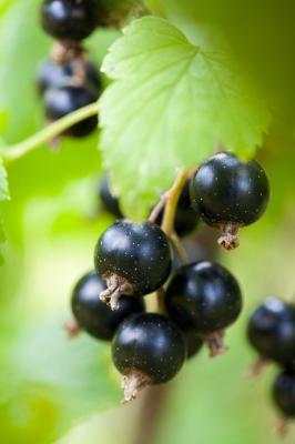 Berry 71565 640